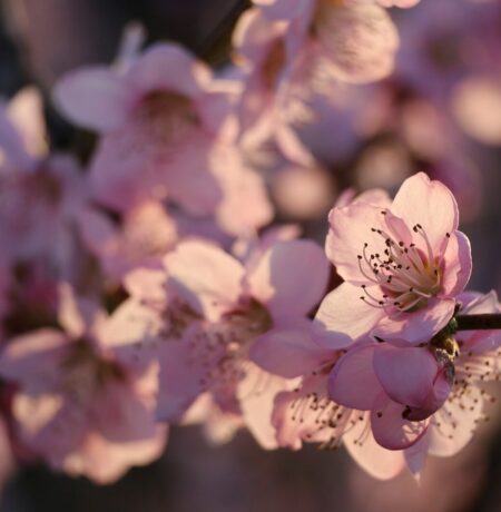 Delicate pink cherry blossoms on a branch